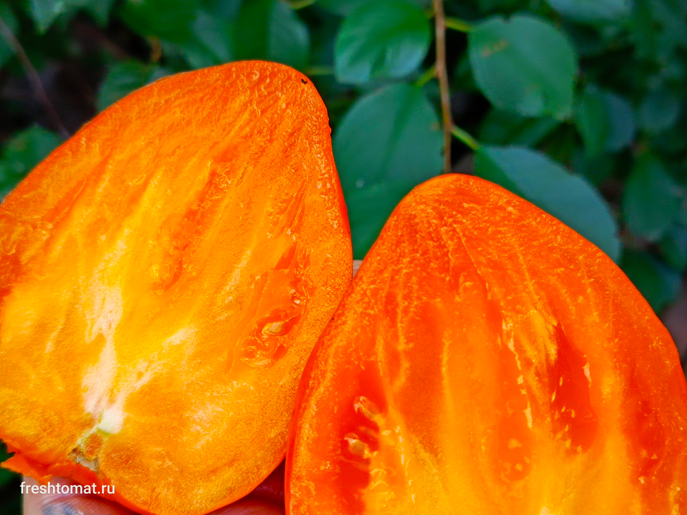 Озеро Брэт жёлтое сорт томата