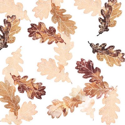 Дуб классический