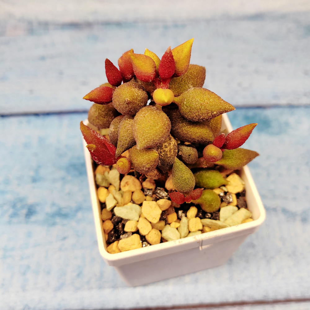 Adromischus marianiae aubergine (Адромискус)
