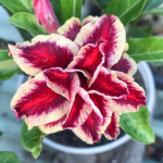 Адениум обесум 326 Mãnh Long 2