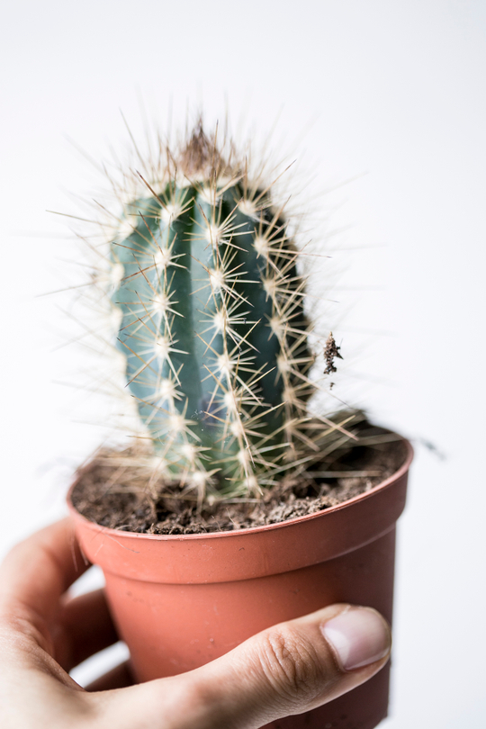 Длинный зеленый кактус