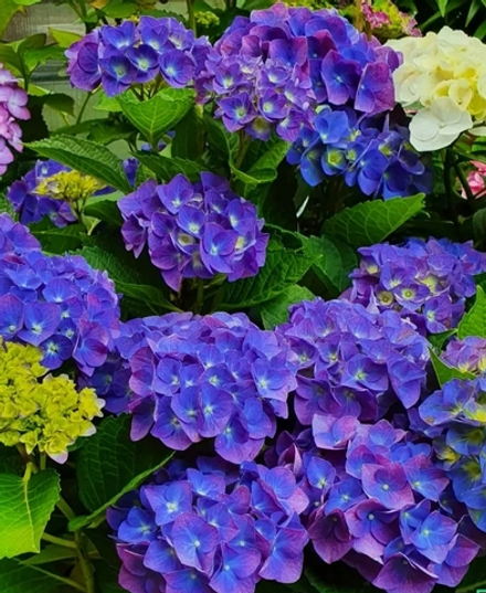 JIP BLUE/ ДЖИП БЛЮ(Стандарт поставки Р9)2025г.