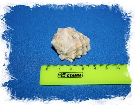 Клубничная друпа, 3-4см, 1шт