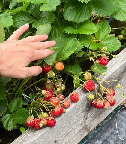 Земляника садовая Зенга Зенгана