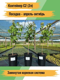 Саженец Клен Татарский