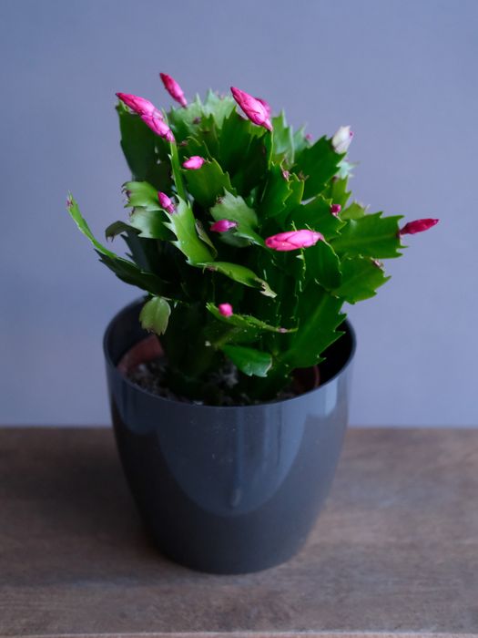 Шлумбергера Микс (D-12)