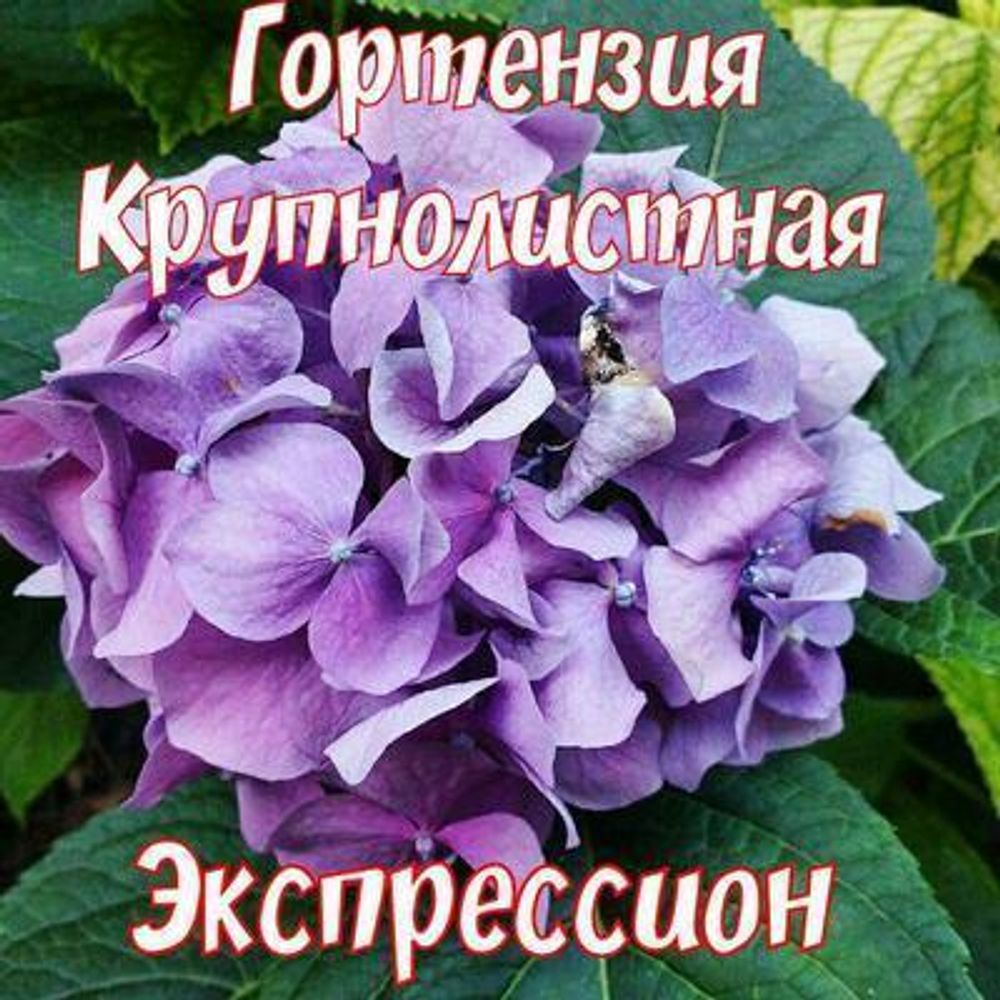 Гортензия крупнолистная Экспрессион