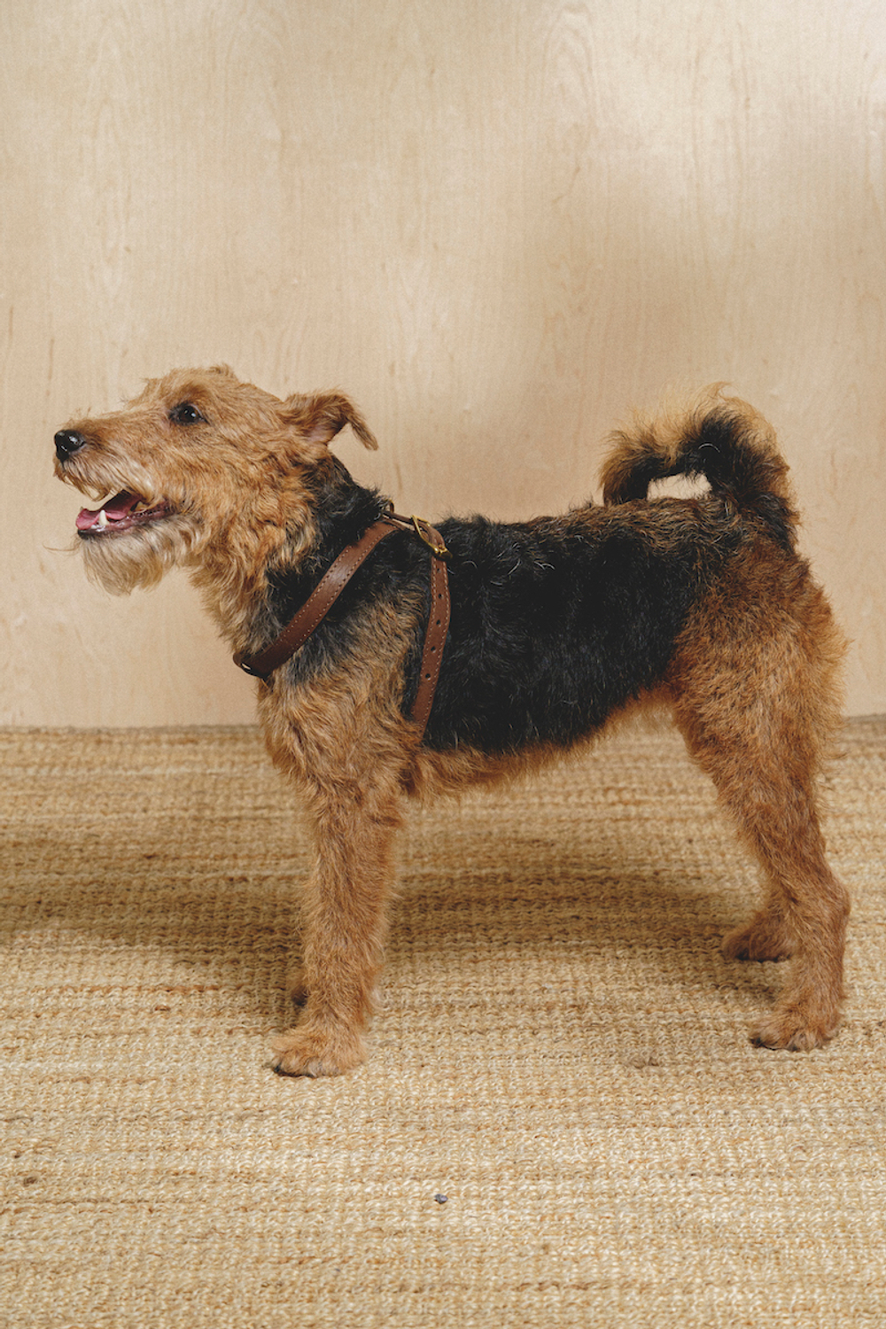 Цельнокожаная шлейка Коричневый