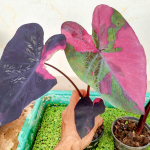 Колоказия LANSKA BLACK RED