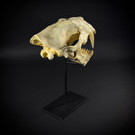 Xenosmilus на стойке