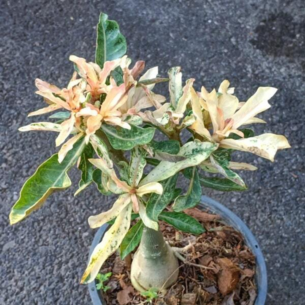 Адениум обесум 141 Lá Đốm Hồng