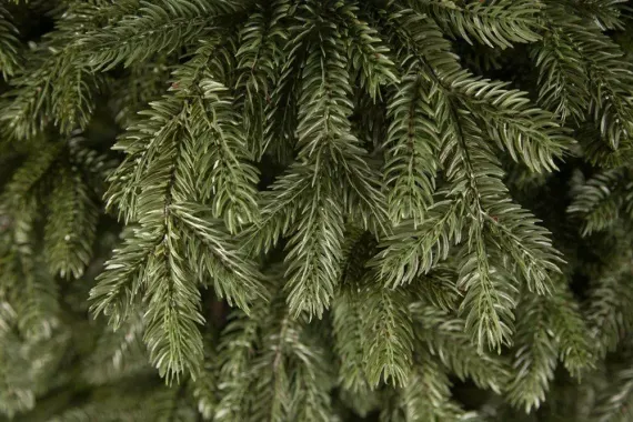 Елка Царская 260 см., литая хвоя+пвх, Triumph Tree (73676)