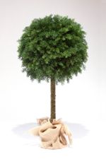 искусственная туя-шар на стволе / туя на штамбе