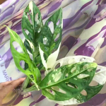 Монстера ADANSONI ALBO VAR