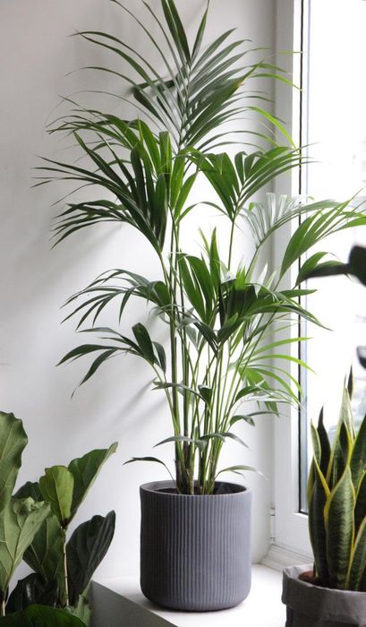 Комнатные растения от 600 руб 🌱 | KRAP/VA