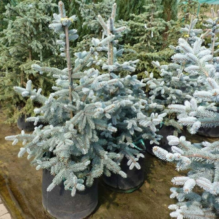 Ель колючая (голубая) Эдит С10 40-60