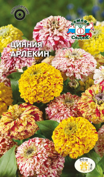 Цинния Арлекин