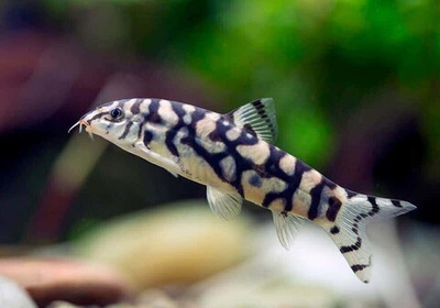 Боция мраморная