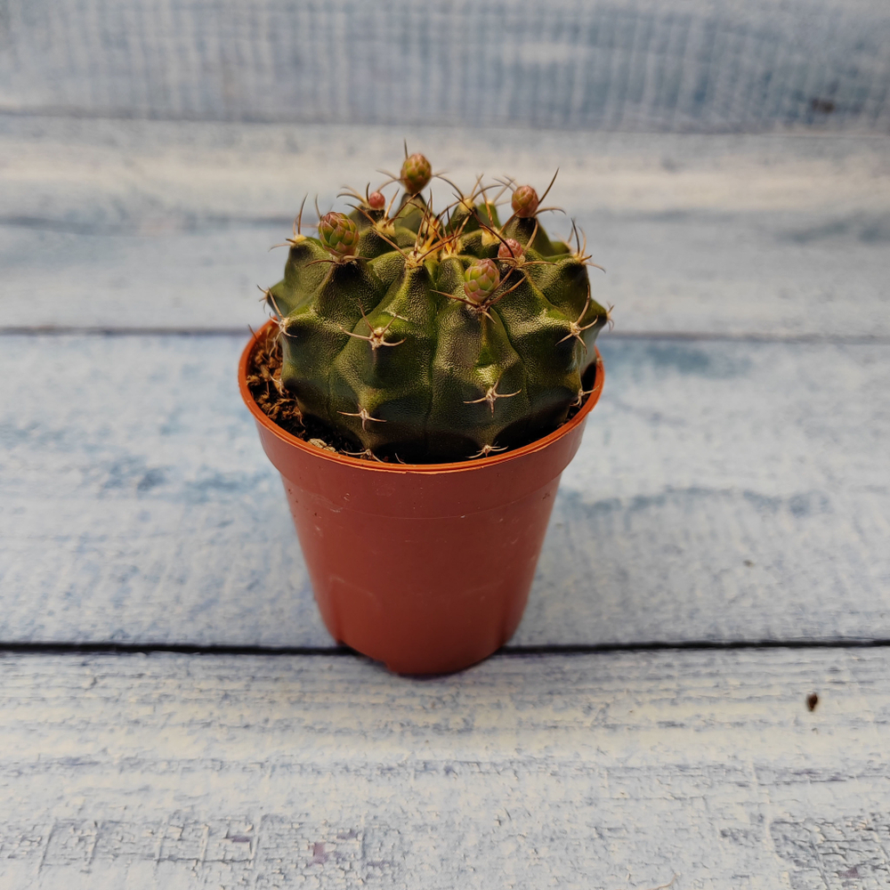 Gymnocalycium Friedrichii (Гимнокалициум)