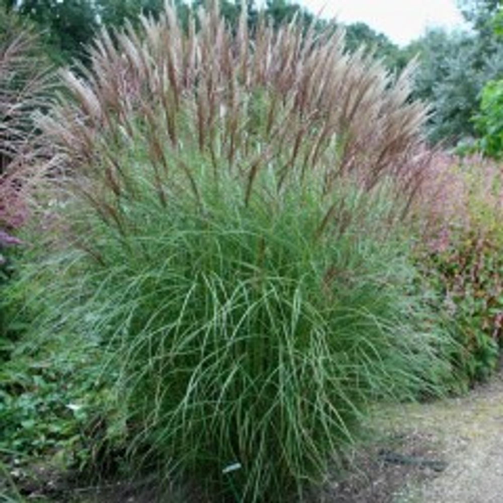 Мискантус китайский "Kleine Silberspinne". Miscanthus sinensis "Kleine Silberspinne".