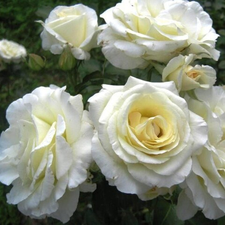 Роза плетистая Шнеевальцер,Schneewalzer, Снежный Вальс