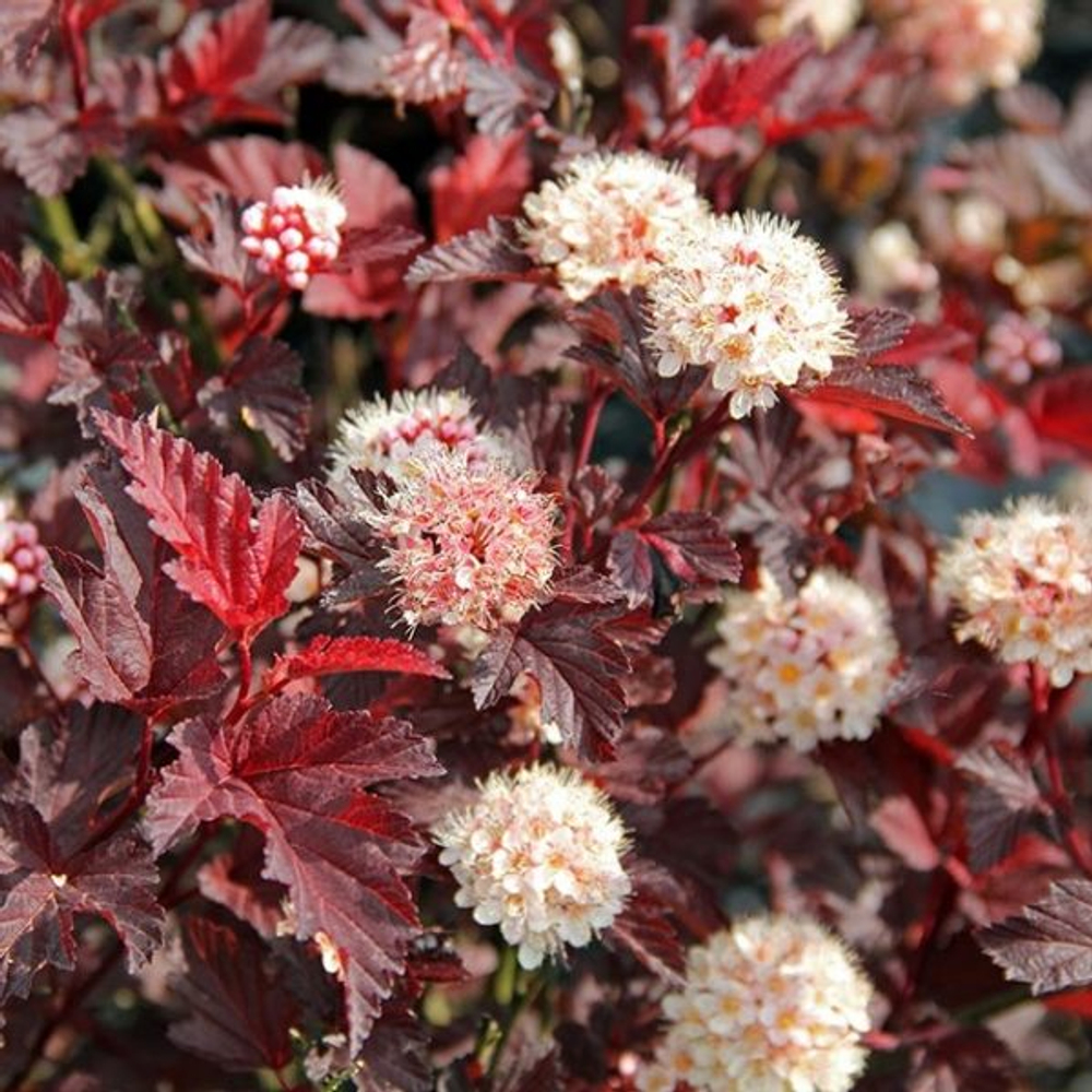 Пузыреплодник "ЛЕДИ ИН РЕД"