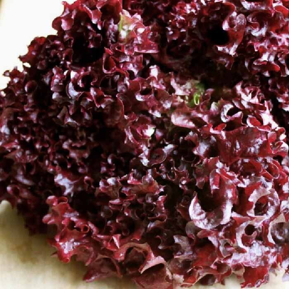 Революция семена салата лолло росса (Nunhems / Нюнемс) культура – фото 2