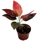 Аглаонема Рэд Вайн