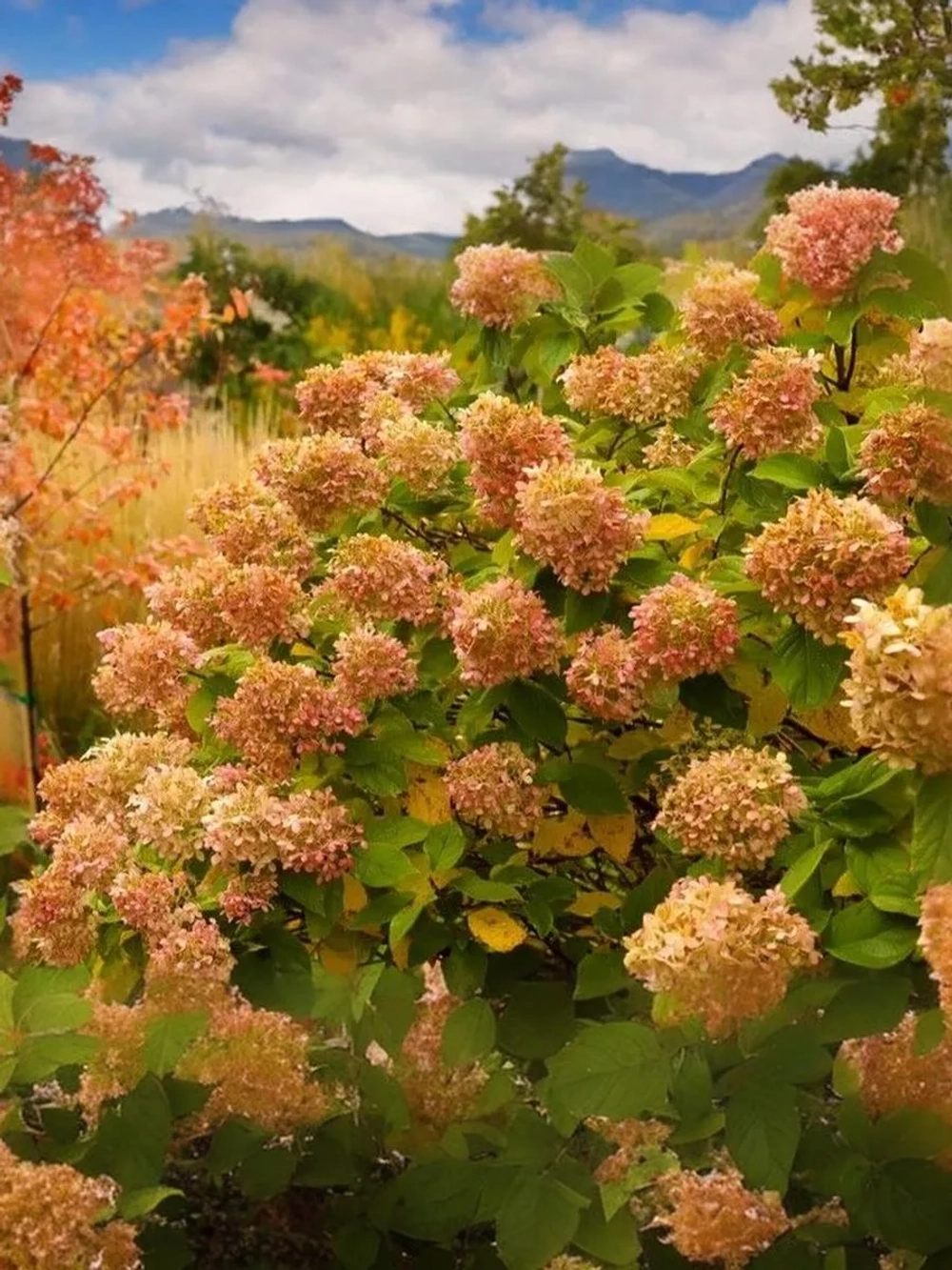 Гортензия метельчатая Романтик Эйс / Жемчужина Фестиваля