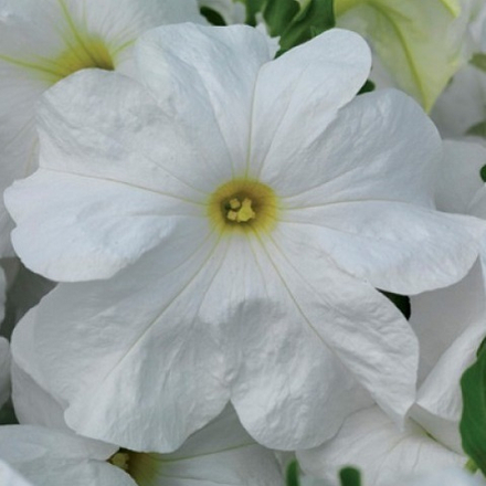 Петуния белая (white) (6 шт)