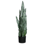 Сансевиерия куст бело-зелёный 75 см