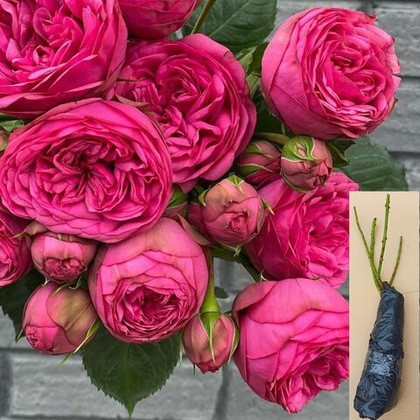 Роза Пинк Пиано чайно-гибридная саженец с ОКС.