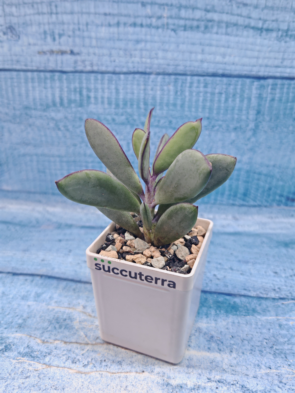 Senecio Crassissimus (Крестовник)