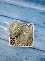 Notocactus Haselbergii double (Нотокактус)