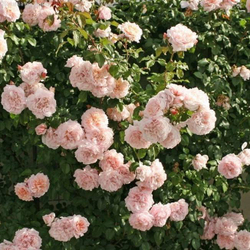 Роза Роуз Де Толбиак С7 Закупка М57 июнь 2026