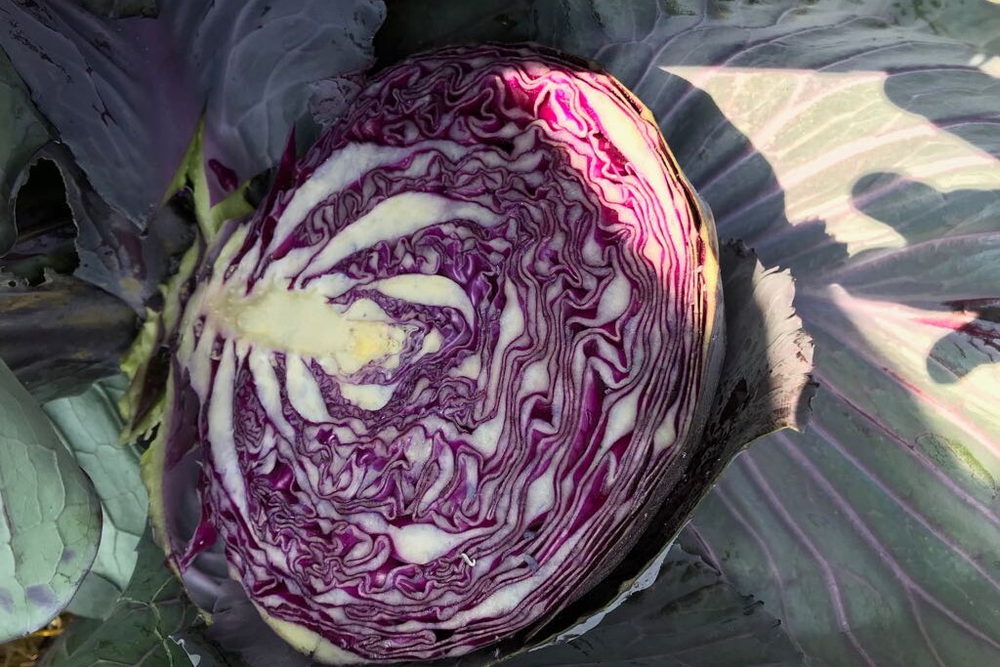 Капуста к/к Ремала F1 (50шт) Витагрин Профи