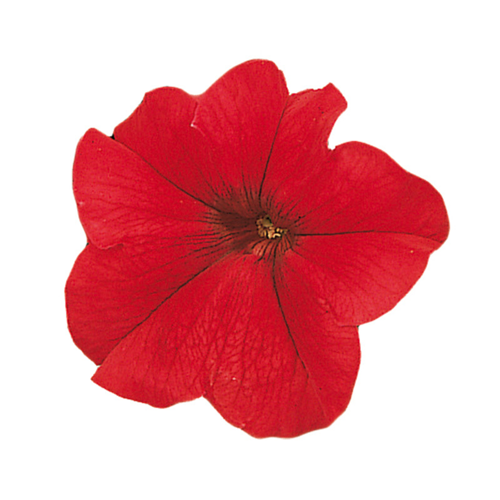 Петуния грандифлора Фалкон Ред (100др) Витагрин Профи