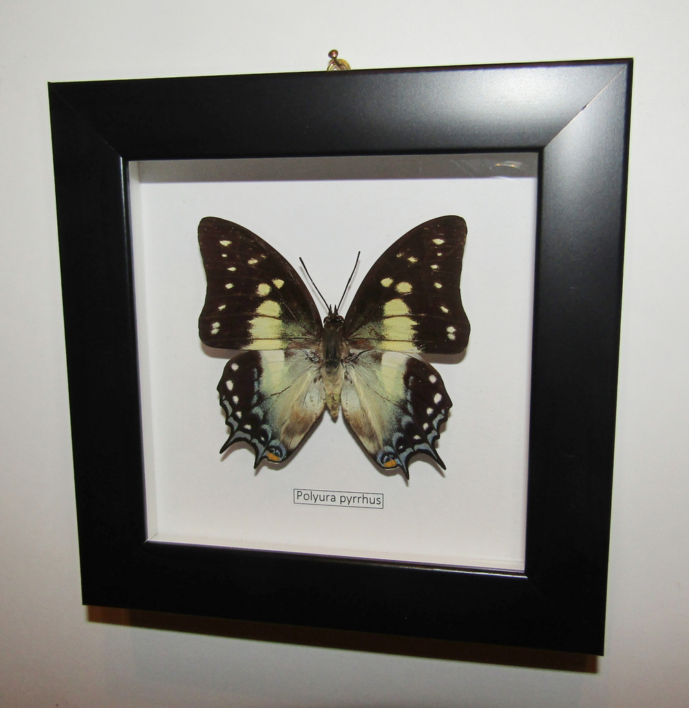 Бабочки Полиуры в рамке