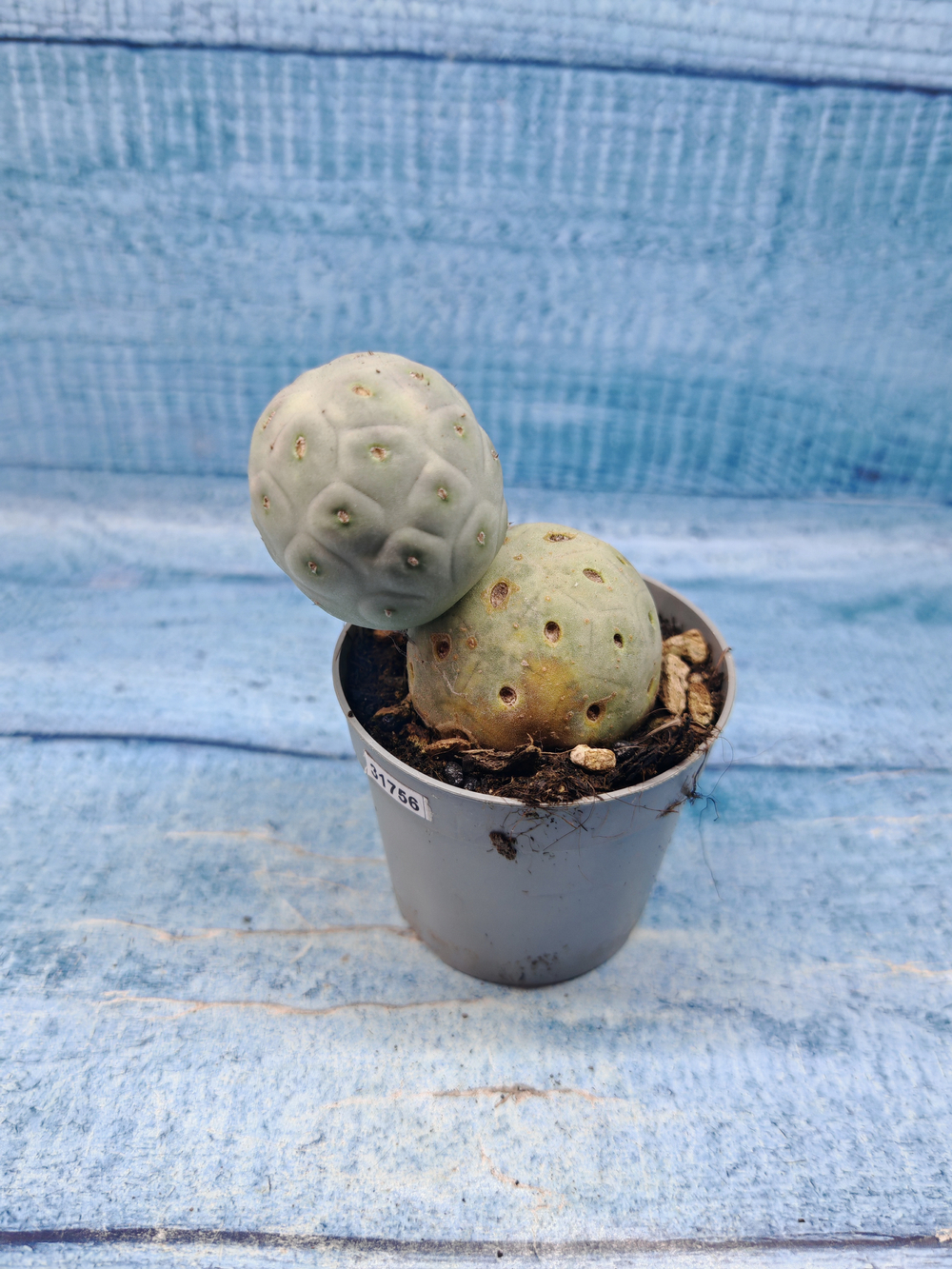 Tephrocactus Geometricus (Тефрокактус)