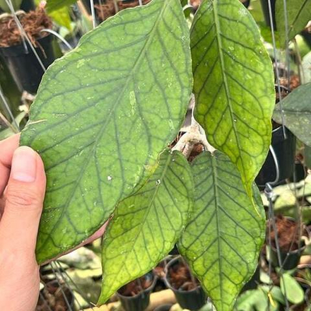 Хойя SP ACEH NO ID