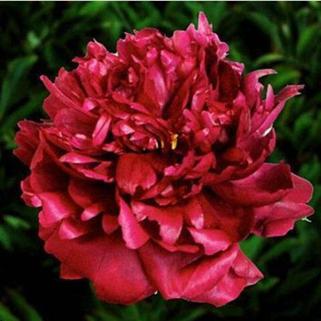 Пион Франсуа Ортега