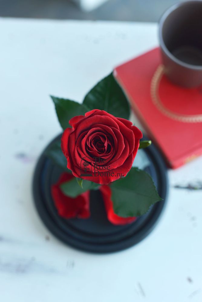 Роза в колбе 22см бордовая