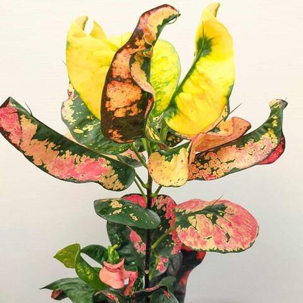 Кротон NAKHON LUANG