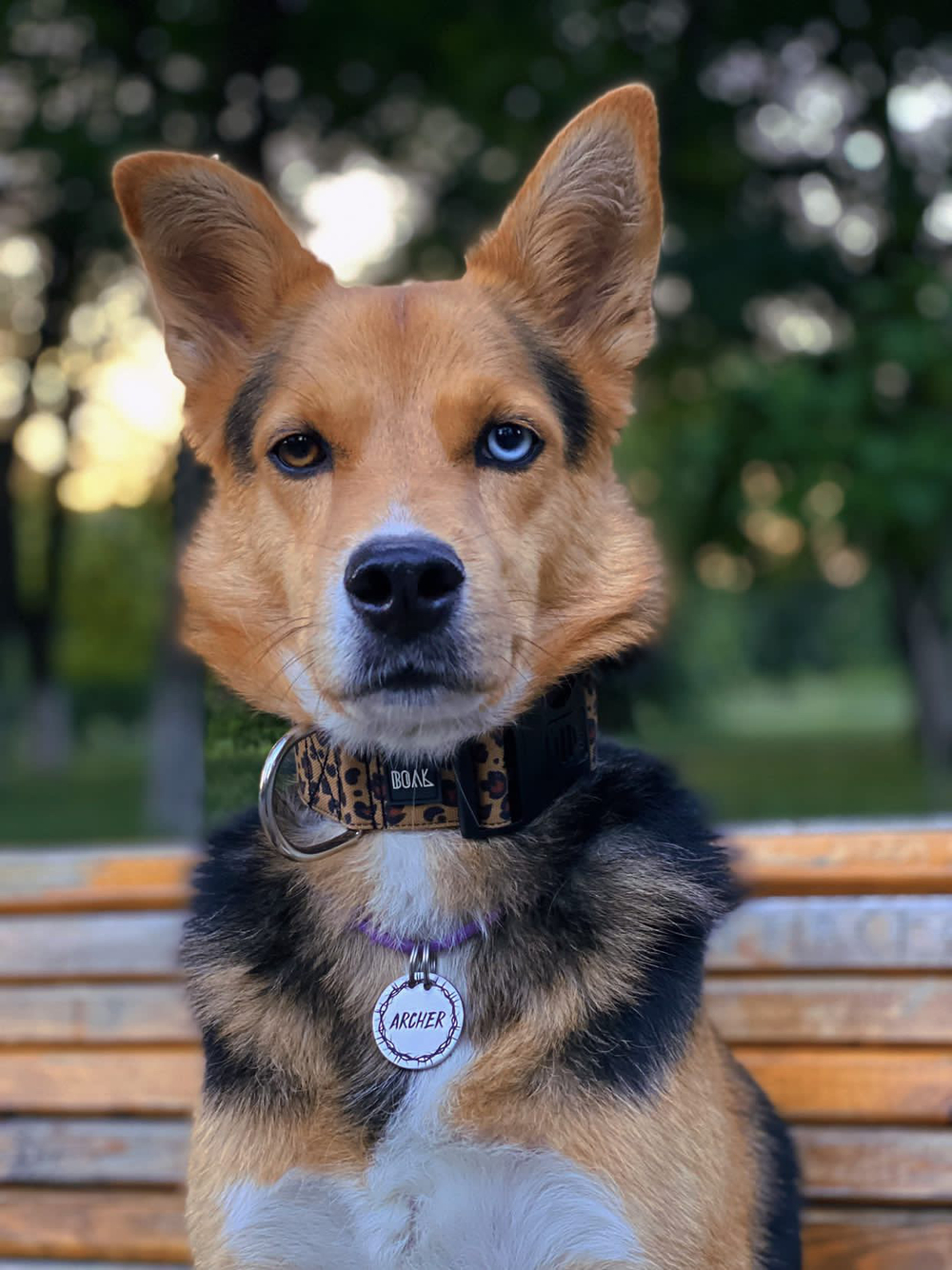 Ошейник Неуловимый леопард