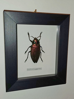 Жук Златка в рамке