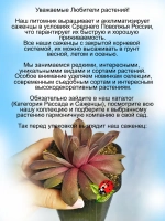 Молодило Аймон Корревон розовое гигантское