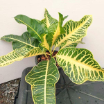 Кротон YELLOW YONG BAE