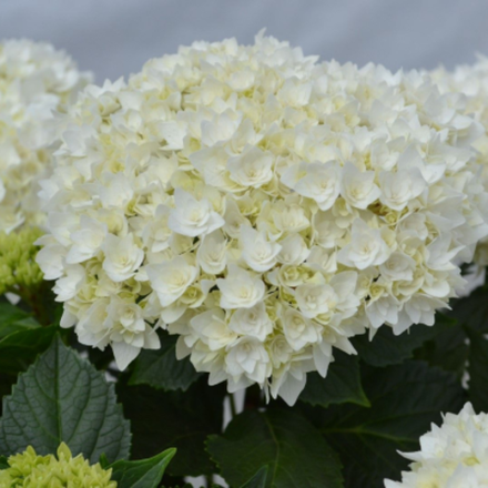 Доппио Фредо («Doppio Fredo») р12 Европа весна 2026 г.