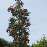 Рябина тюрингская Фастигиата С20 200-250