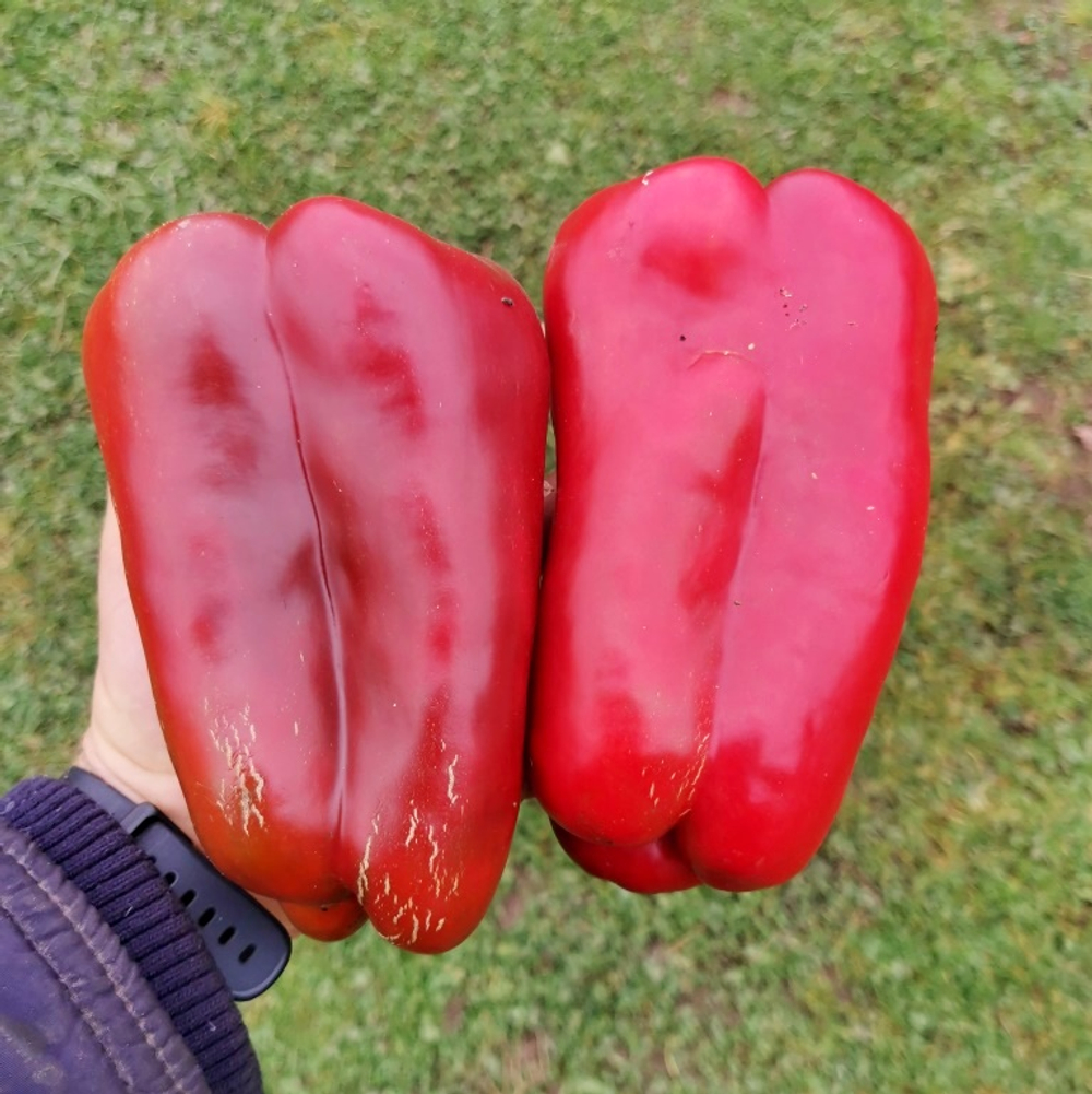 Перец Сладкий Гигантский — Big Bertha - Большая Берта